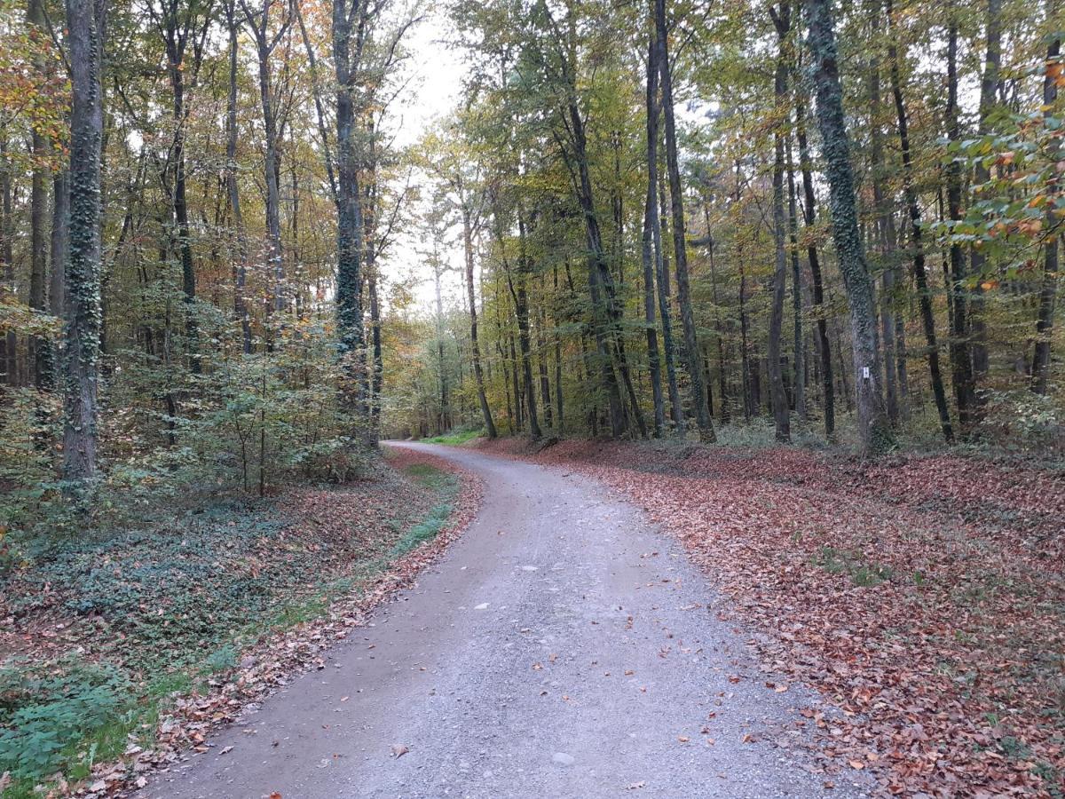 A L'Oree Du Bois Les Bouleaux Guewenheim Exterior foto